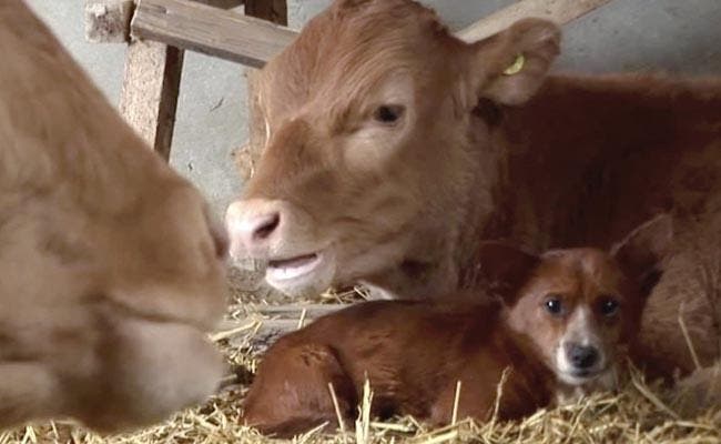 Le petit chien et la vache1