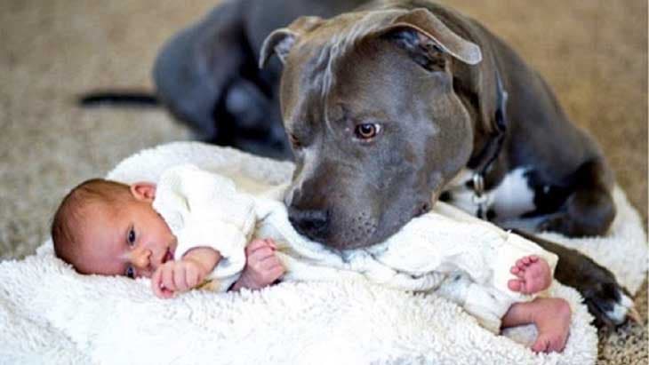 Le pitbull Ethan avec le nouveau-né Anthony