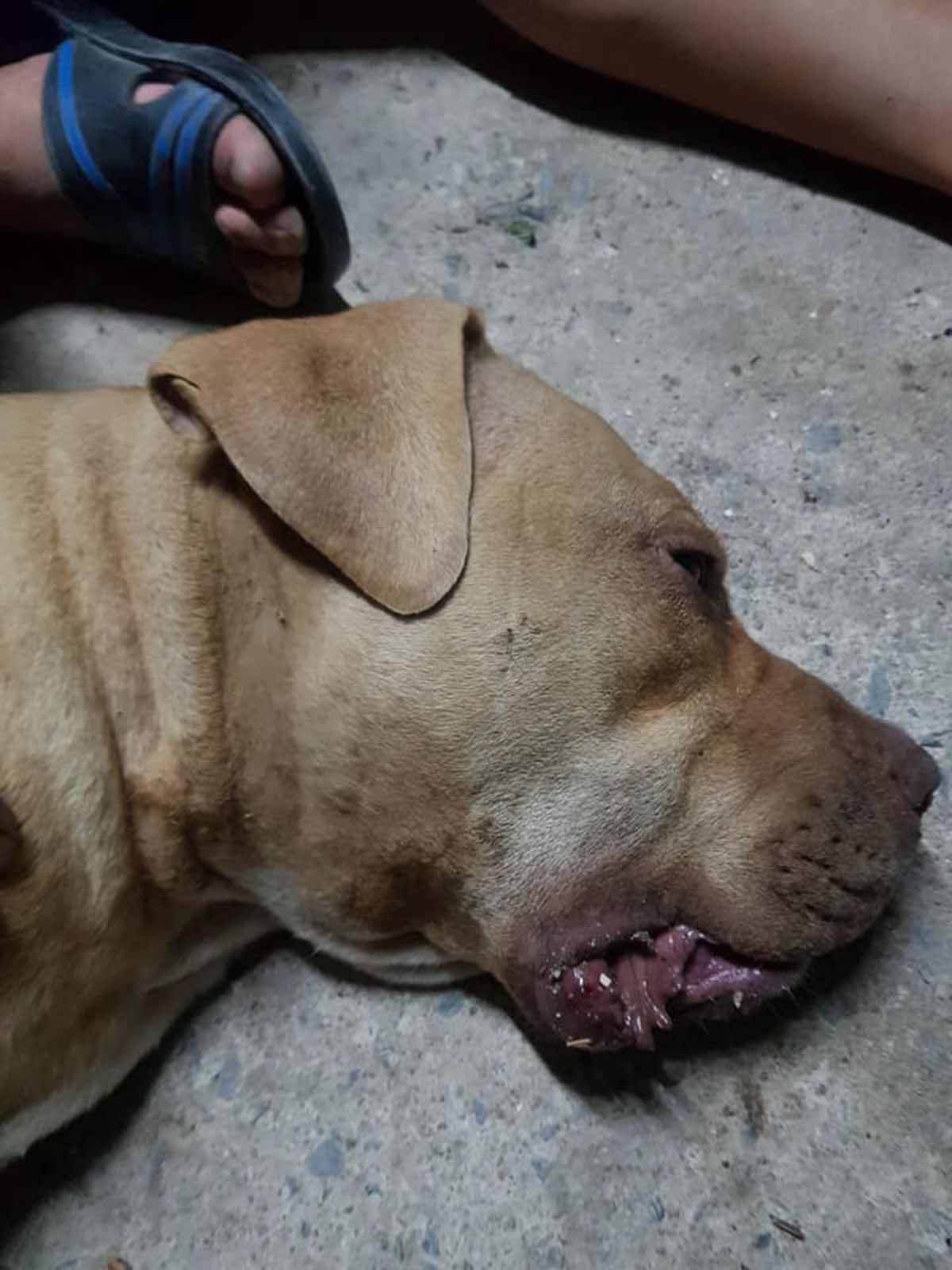 Le pitbull Nong Horm, deux ans, a été retrouvé mort aux côtés du serpent