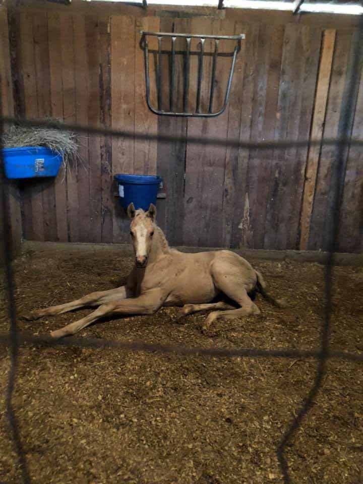 Le poulain Tye est triste après le décès de sa maman