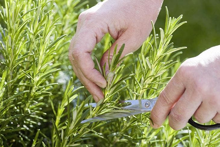 Le romarin est une plante incroyable qui a traversé le temps