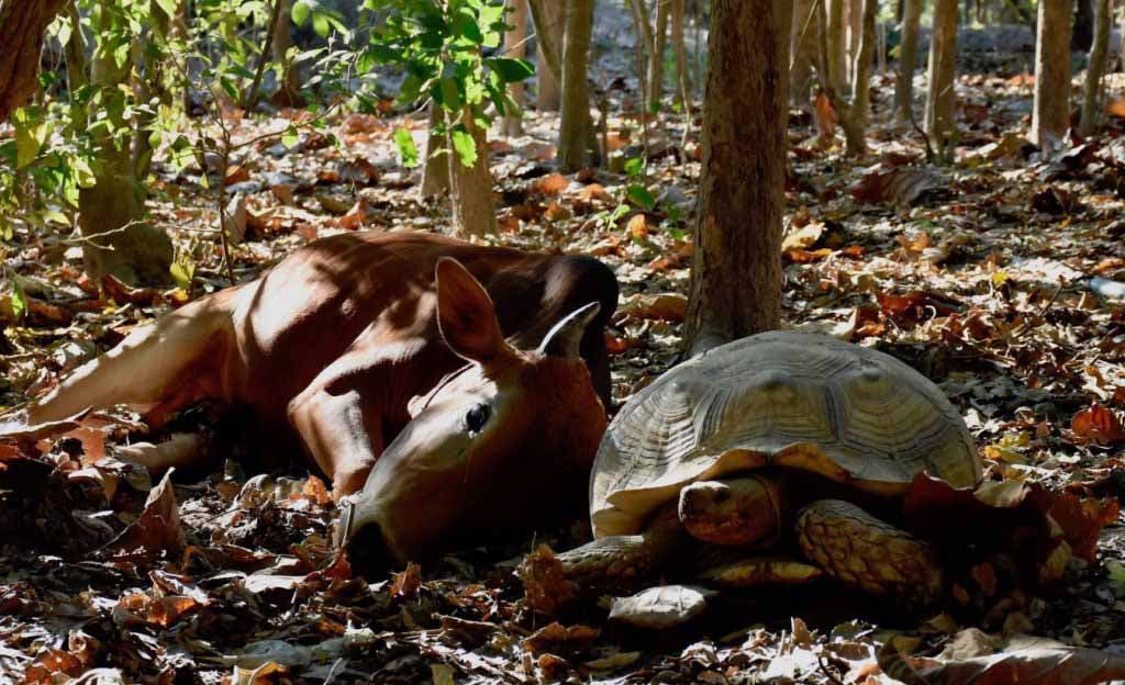 Le veau et la tortue