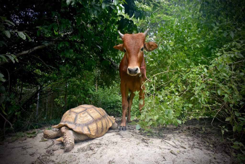 Le veau et la tortue