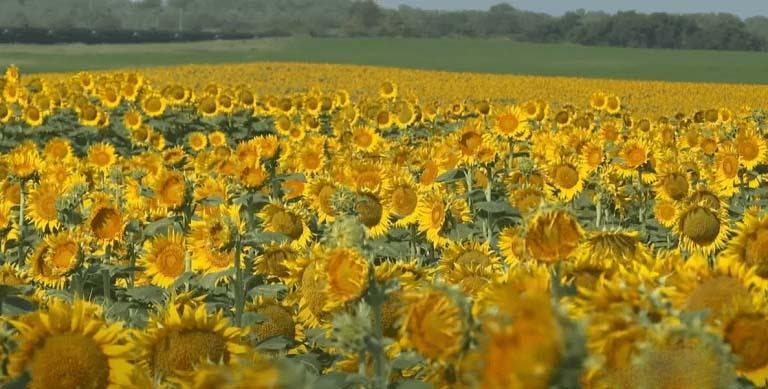 Lee Wilson a planté 80 hectares de tournesols pour sa femme