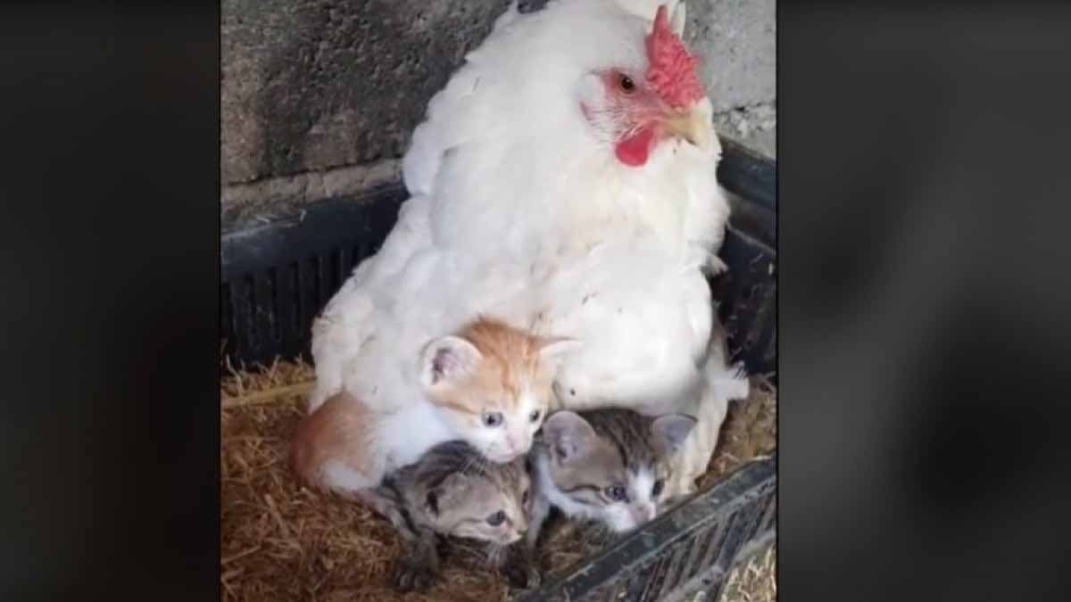 Lee la poule et les chatons