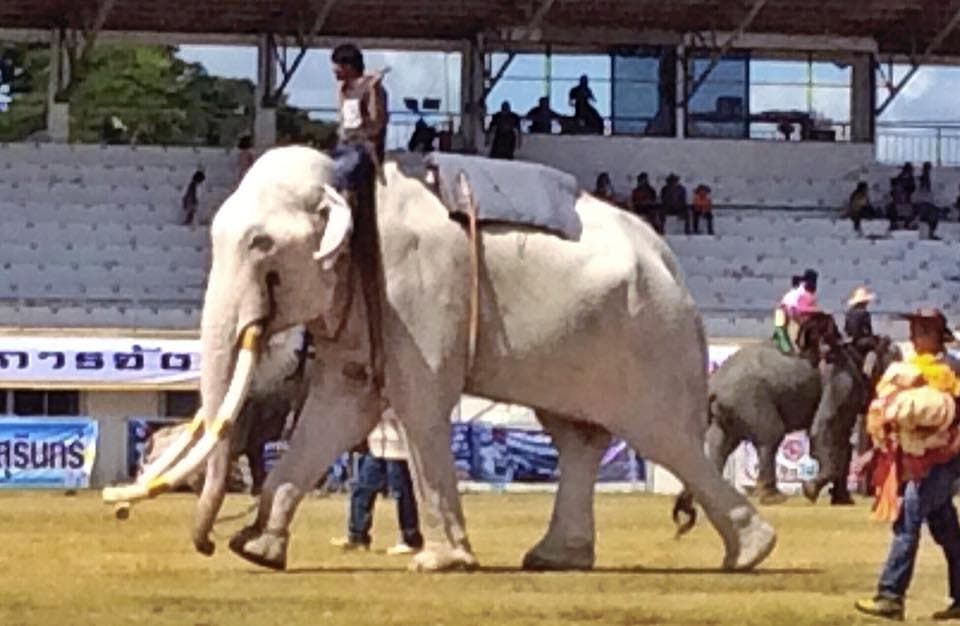 L’éléphant Thong Bai