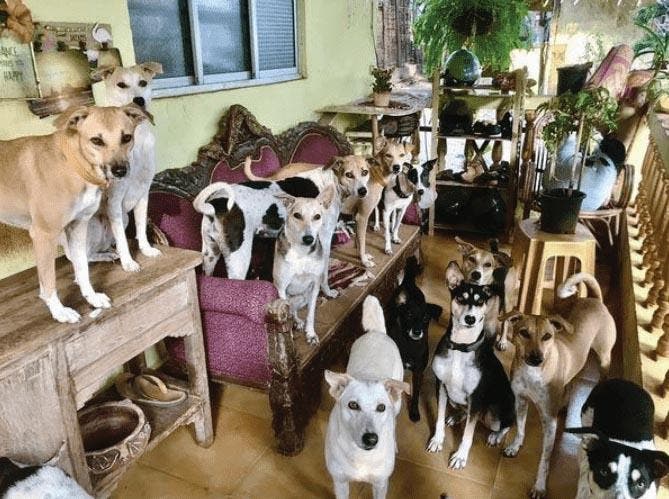 Les chiens réunis dans le temple