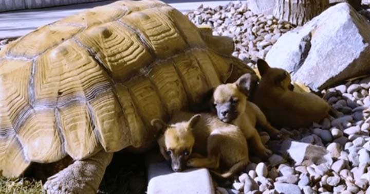 Les chiots orphelins avec la tortue Goliath