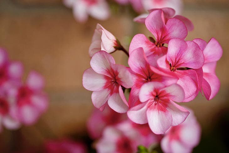 Les fleurs de géranium 