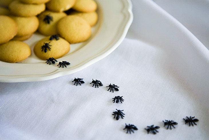 Les fourmis envahissent la cuisine