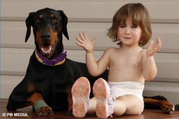 Les parents sont choqués lorsque le Doberman attaque leur petite fille