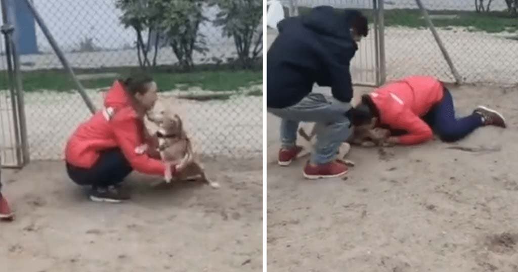 Les retrouvailles entre la femme et son chien