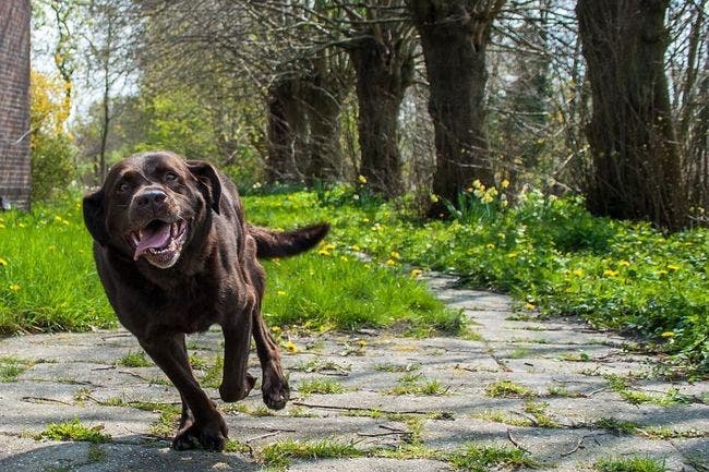 L’espérance de vie des chiens dépend de la couleur de leur fourrure