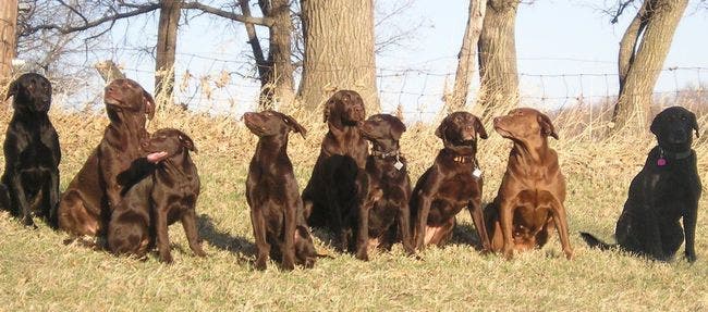 L’espérance de vie des chiens dépend de la couleur de leur fourrure