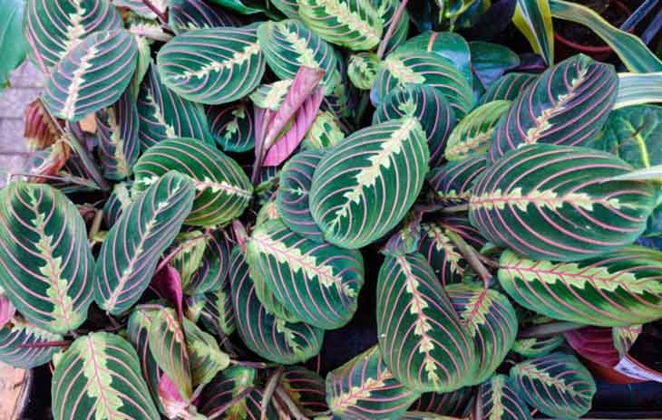 La maranta tricolor – source : spm