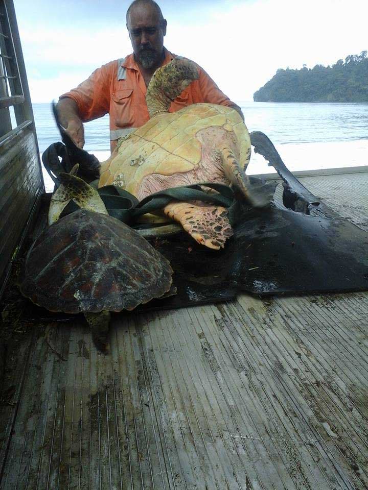 Mark et les deux tortues