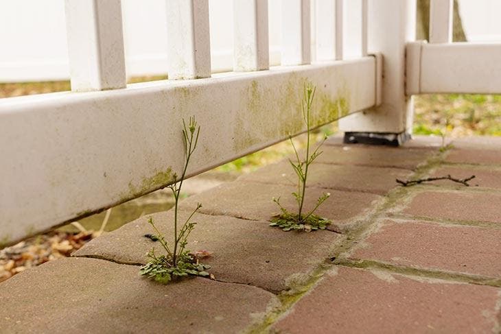 Mauvaises herbes sur le patio