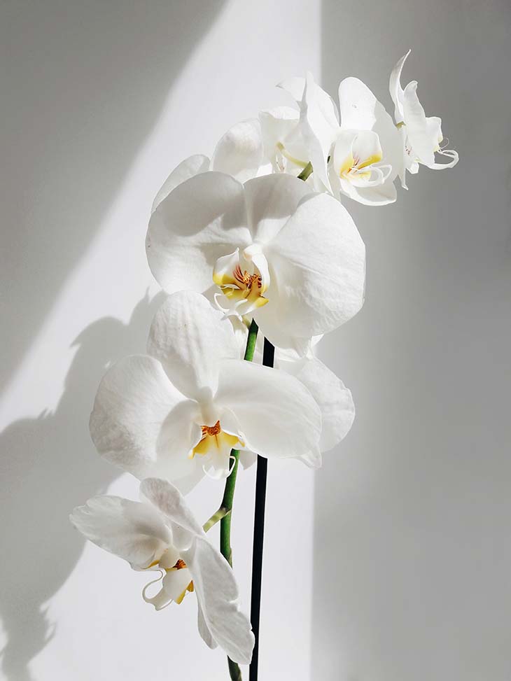 Orchidée phalaenopsis