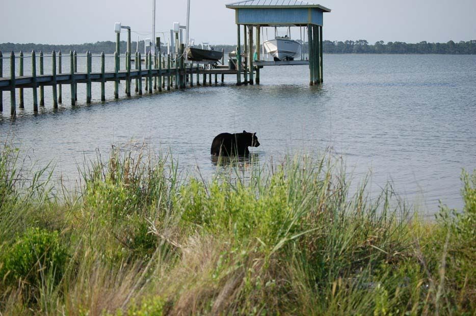 Ours noir dans l’eau