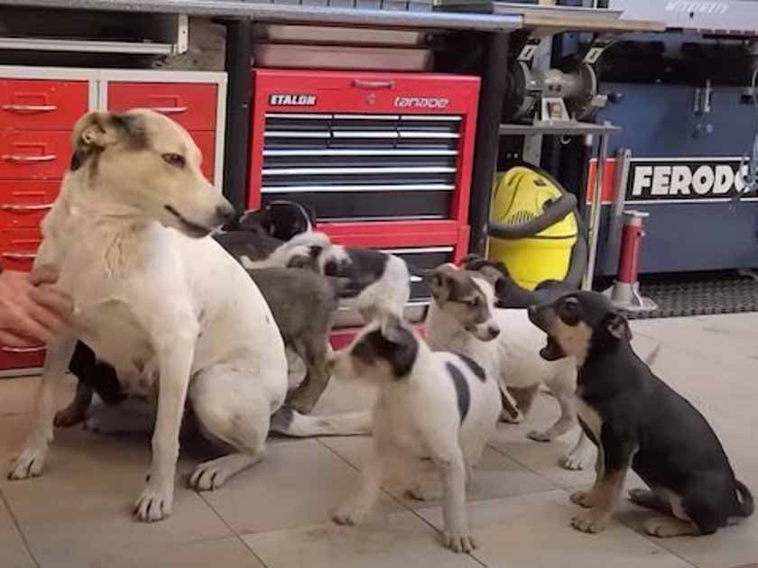 Photo de la chienne et de ses petits