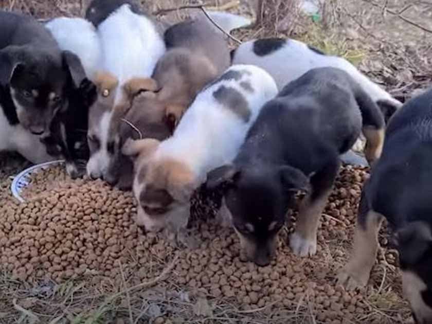 Photo des chiens en train de manger