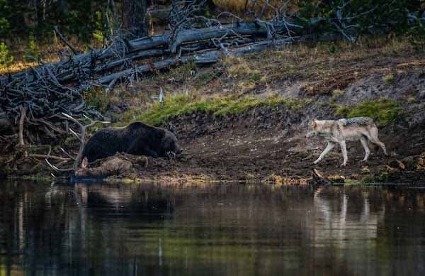 Photographie de Seth Royal Kroft de la rencontre d’un ours avec un loup