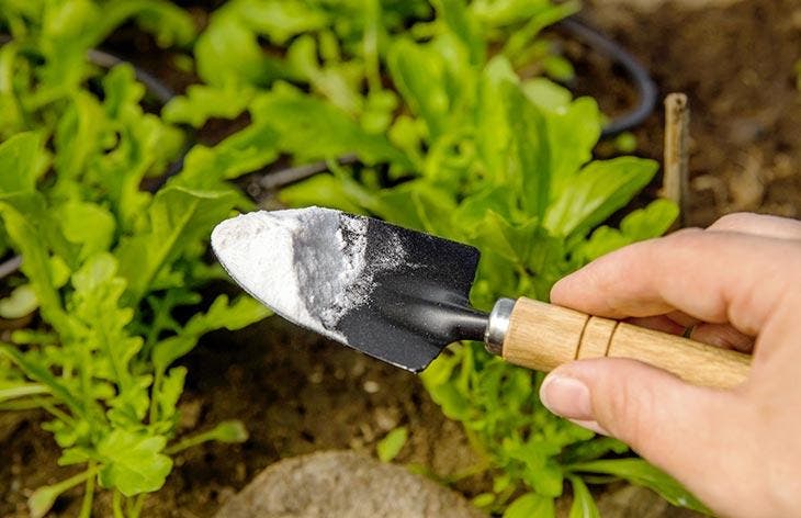 Placer du bicarbonate de soude dans le jardin. source : spm