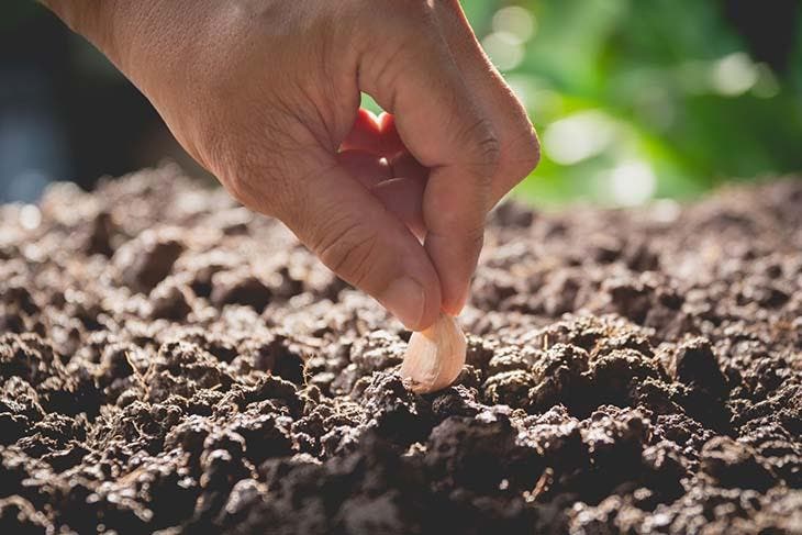 Planter une gousse d'ail