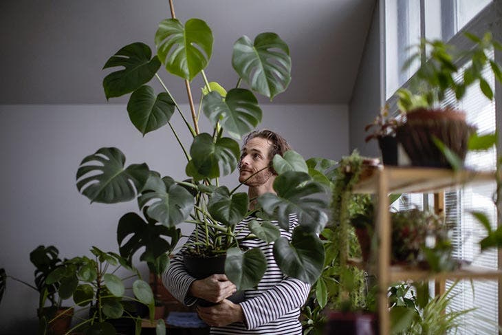 Plantes à l’intérieur d’une pièce. source : spm