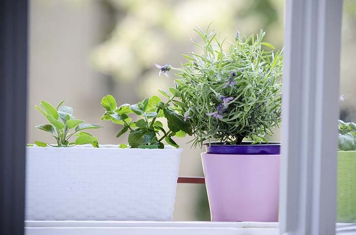 Plantes sur le rebord d’une fenêtre – source : spm