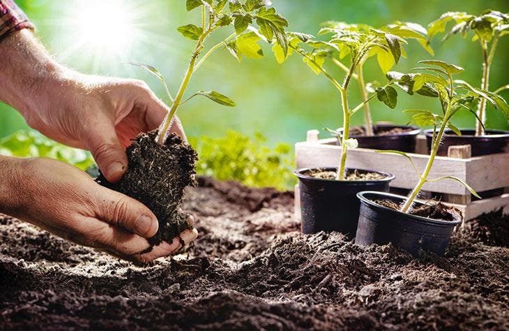 Plants de tomates