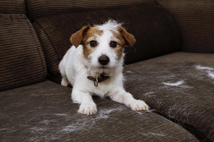 Poils du chien sur le fauteuil 