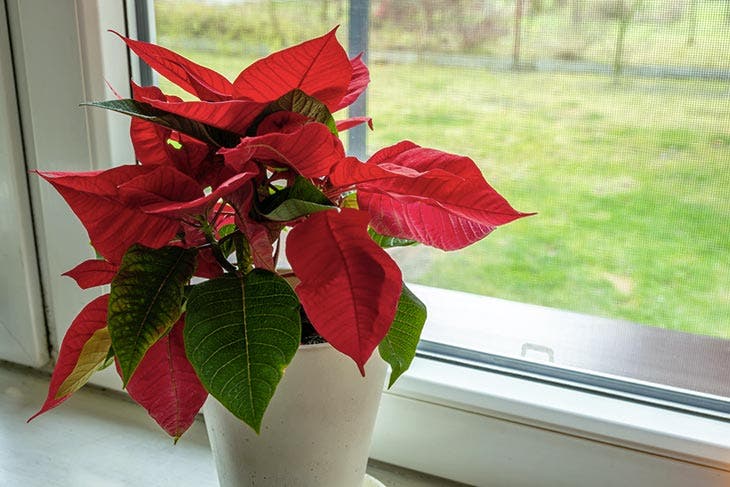 Pot de poinsettia à proximité d’une fenêtre