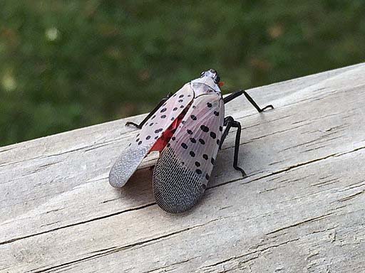 Pourquoi agir contre la mouche-lanterne est crucial