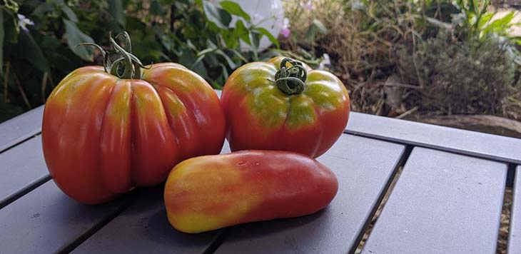 Pourquoi recycler vos tomates trop mûres ?