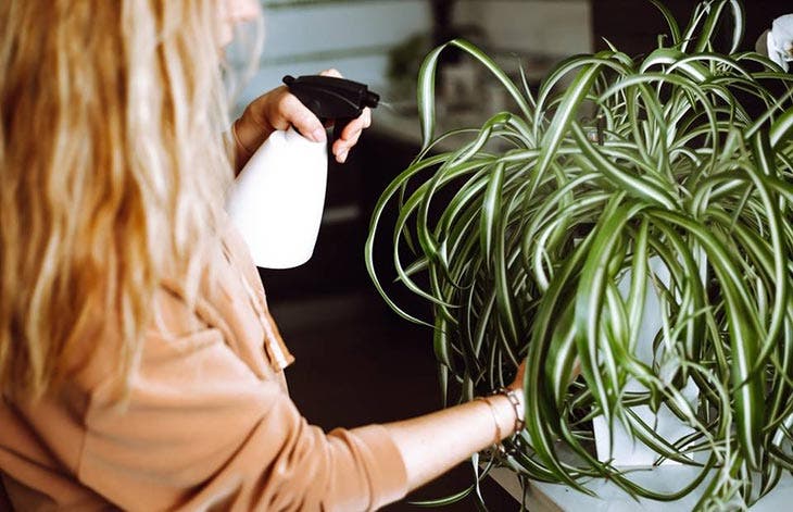 Prendre soin du chlorophytum