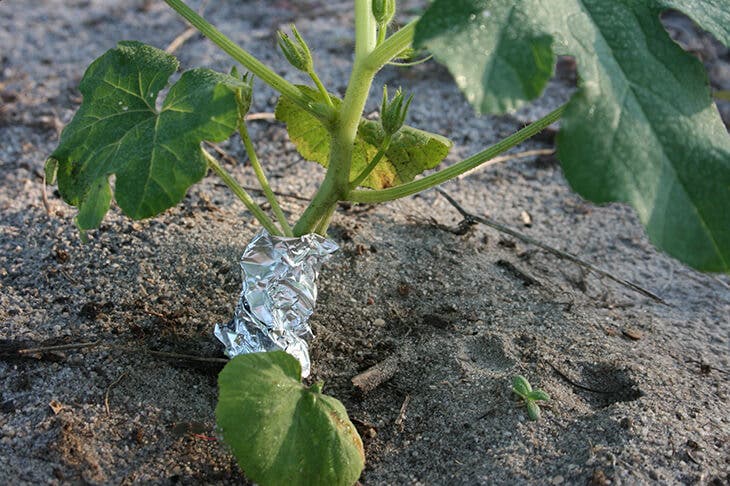 Protéger les plantes avec du papier aluminium 