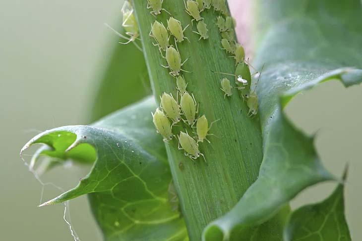 Pucerons sur une plante verte. source : spm