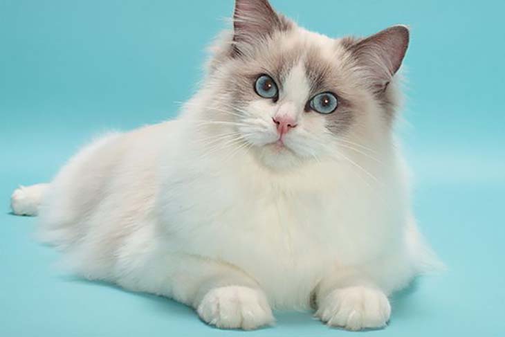 Ragdoll