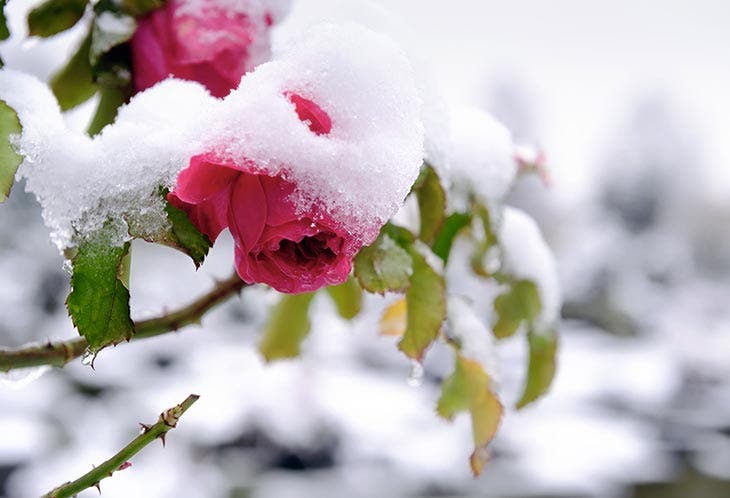 Roses en hiver. source : spm