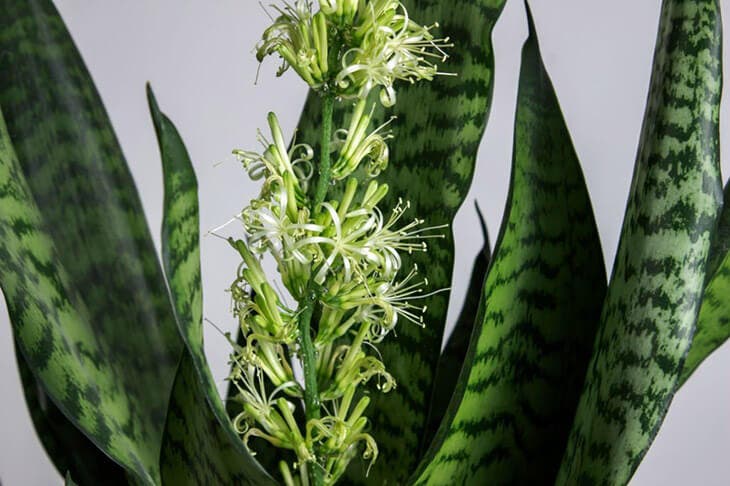 Sansevieria 