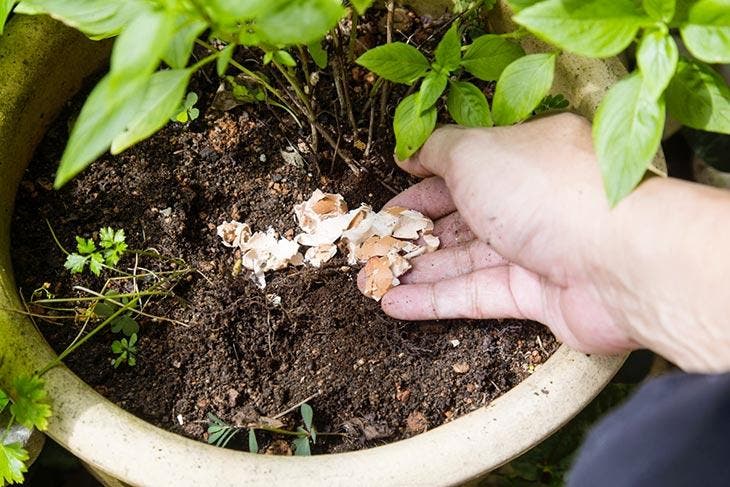 Saupoudrer une coquille d'œuf sur une plante