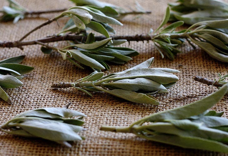 Sécher des feuilles de sauge. source : spm