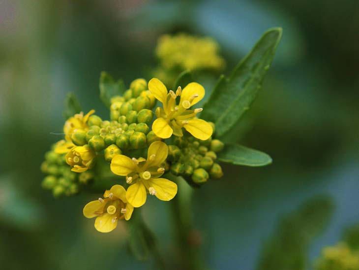 Sisymbrium-officinale