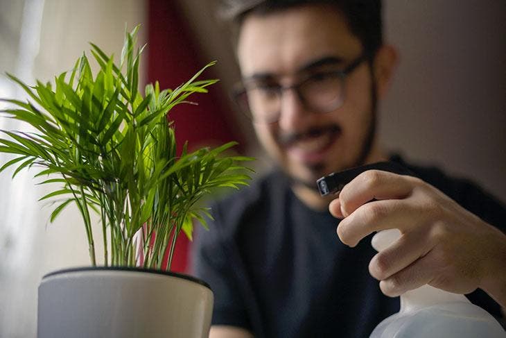 Solution pulvérisée sur une plante