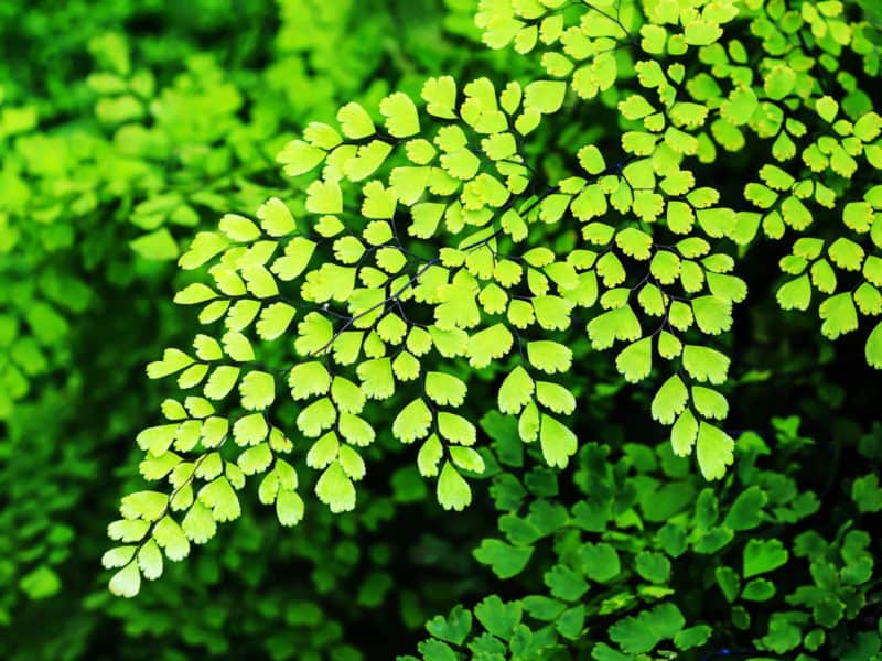 Southern Maidenhair Fern