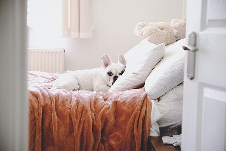 Tout le monde aime son lit douillet… prenez soin du radiateur de la chambre, des économies sont à la clé.  source : spm