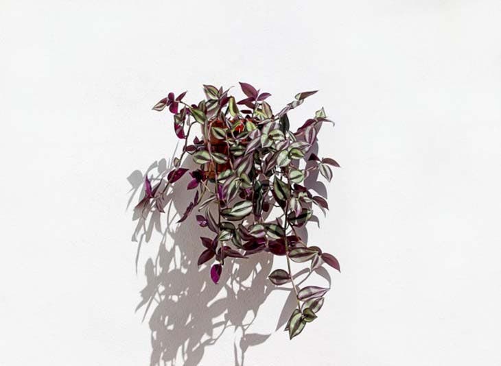 La tradescantia zebrina – source : spm