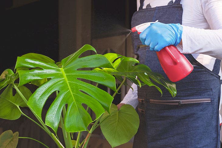 Traitement d’une plante avec un spray anti-insectes. source : spm