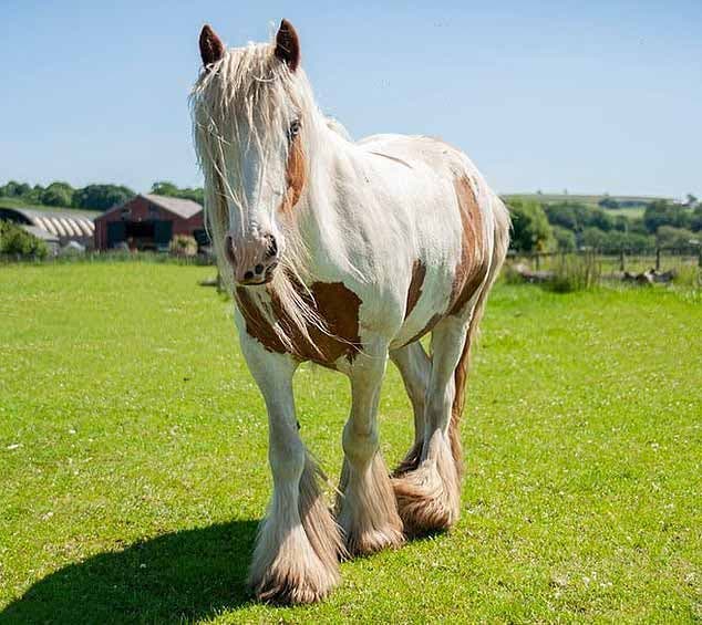 Transformation spectaculaire. Heidi retrouve de sa superbe